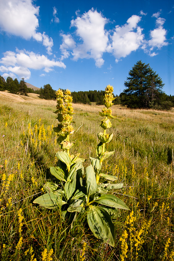 Gentiane à Vars