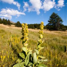 Gentiane à Vars