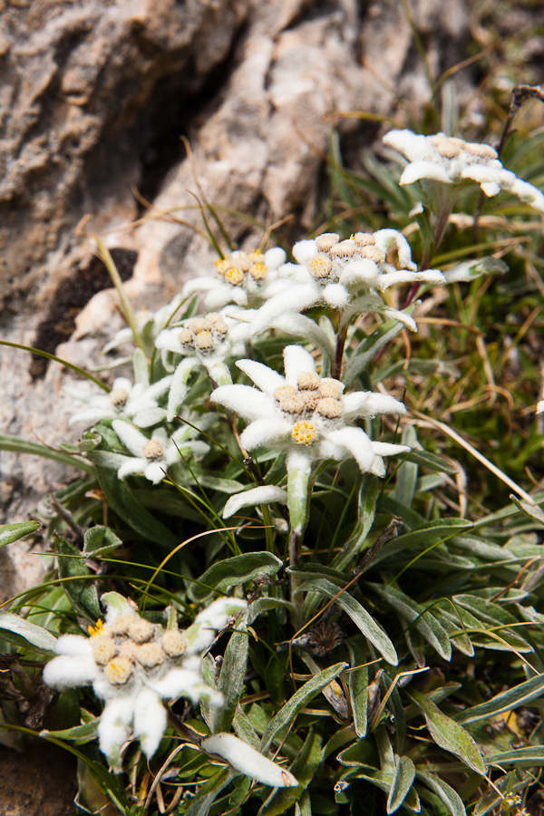 Edelweiss