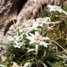Edelweiss