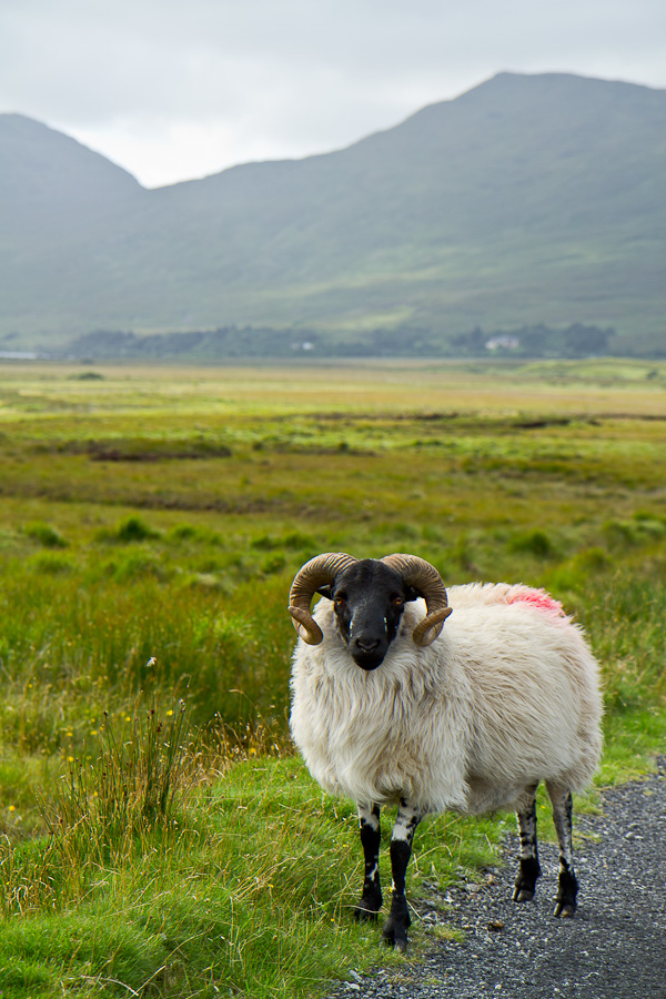 Finnisglin