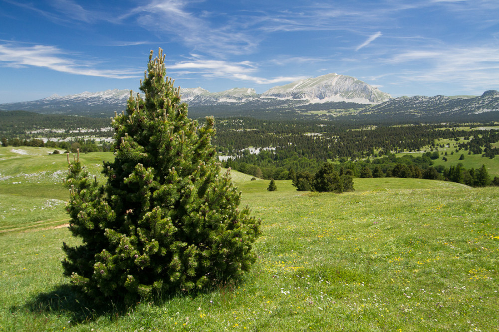 Panorama sur les hauts plateaux