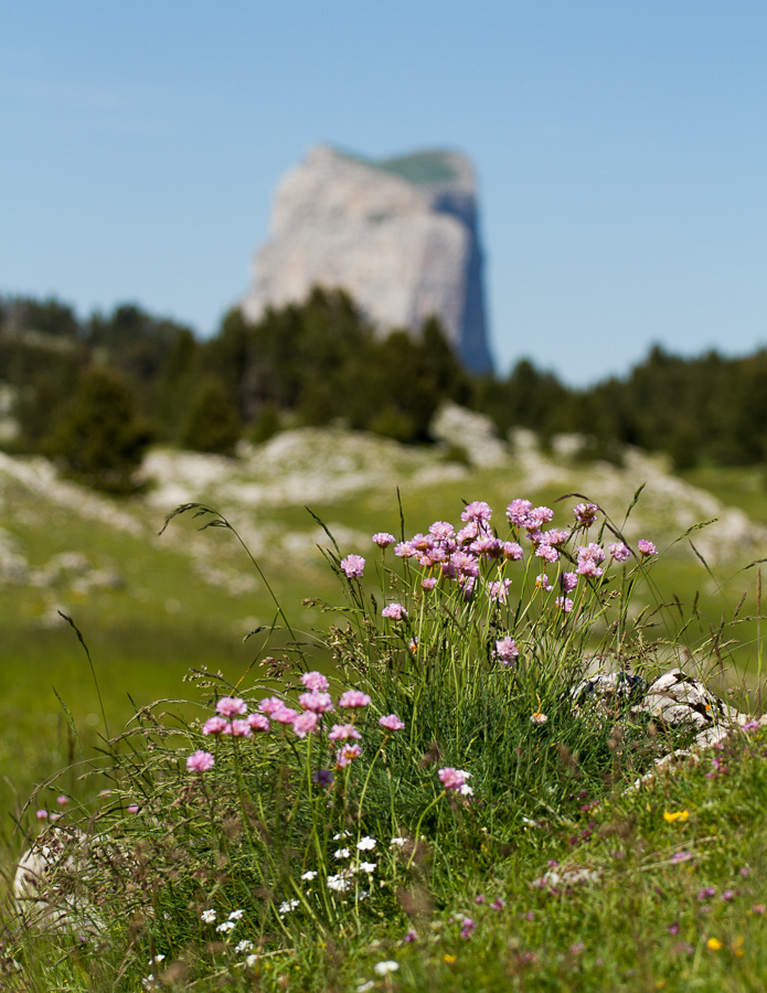 Arméria près de Jas-Neuf