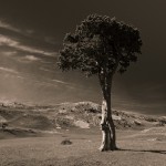 Arbre Taillé