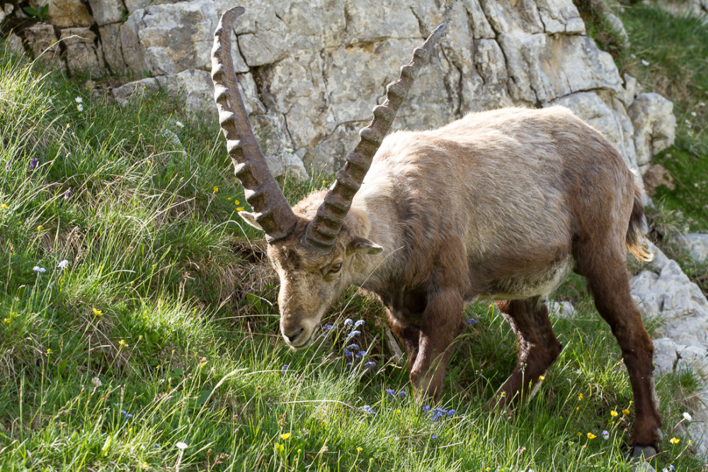 Bouquetin II