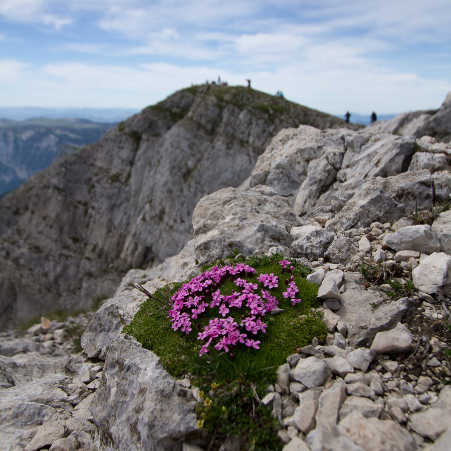 Tapis de fleurs au Grand Veymont