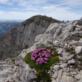 Tapis de fleurs au Grand Veymont