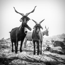 Chèvres dans la Clarée