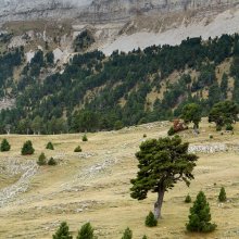 Alpage sous la Montagnette