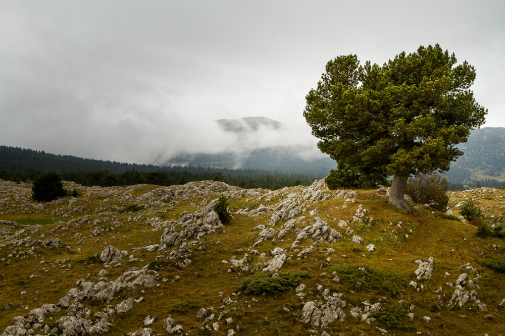 Pin vers la Bergerie de Jasneuf