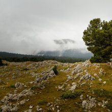 Pin vers la Bergerie de Jasneuf