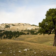 Pin près de la cabane de l'Essaure