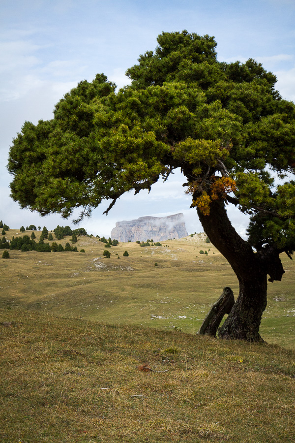 Pin près de la cabane de l'Essaure II