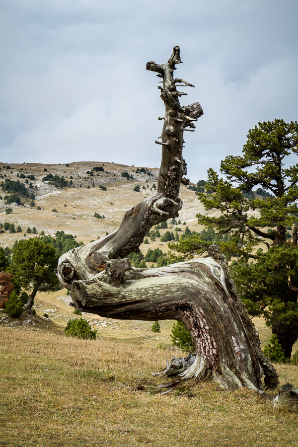 Arbre mort à Combau