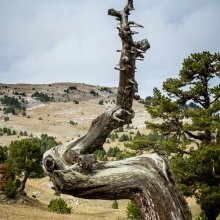 Arbre mort à Combau