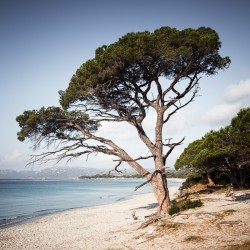 Palombaggia