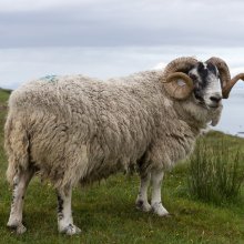 Black Head Sheep