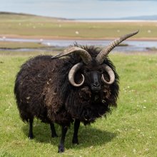 Black Sheep