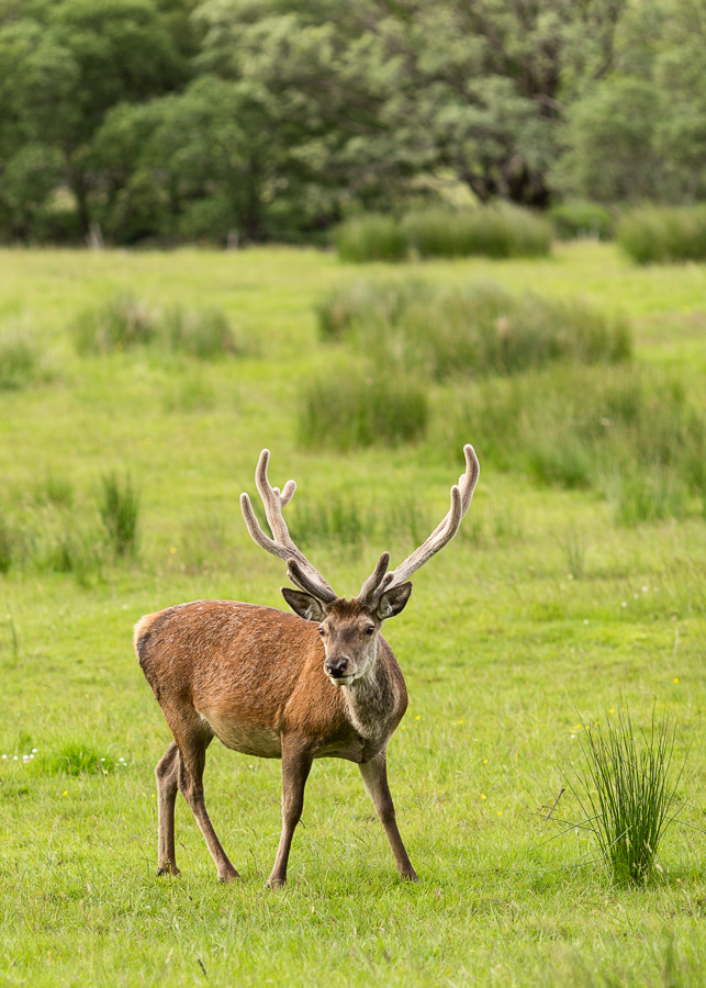 Red Deer