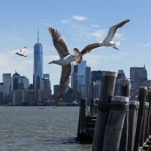 Birds playing with Sky Line