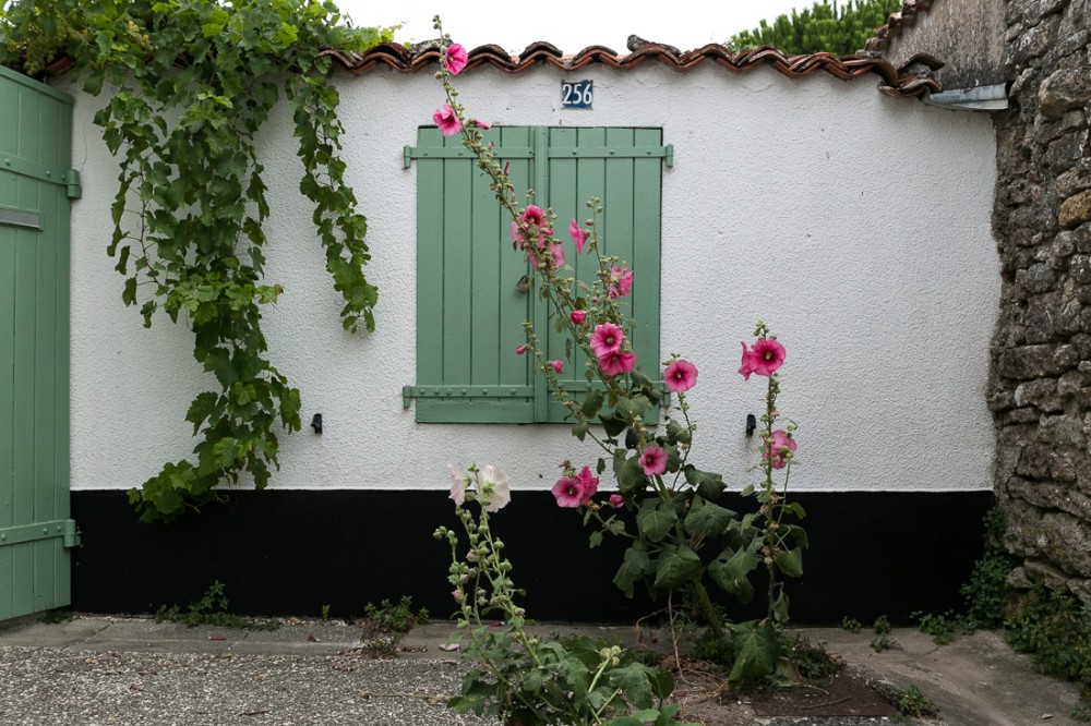 Roses trémières