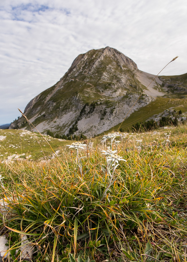 Edelweiss au pied du Grand Veymont