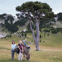 L'arbre taillé