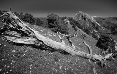Arbre mort