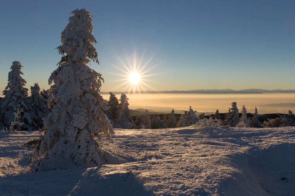Sapins enneigés III