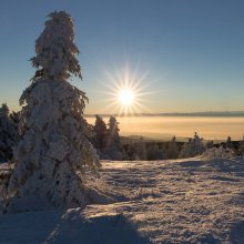 Sapins enneigés III