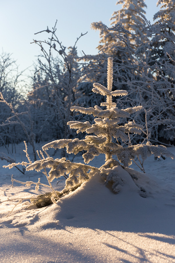 Sapin dans un rai de lumière