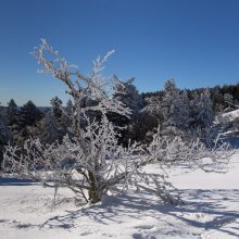 Arbre givré